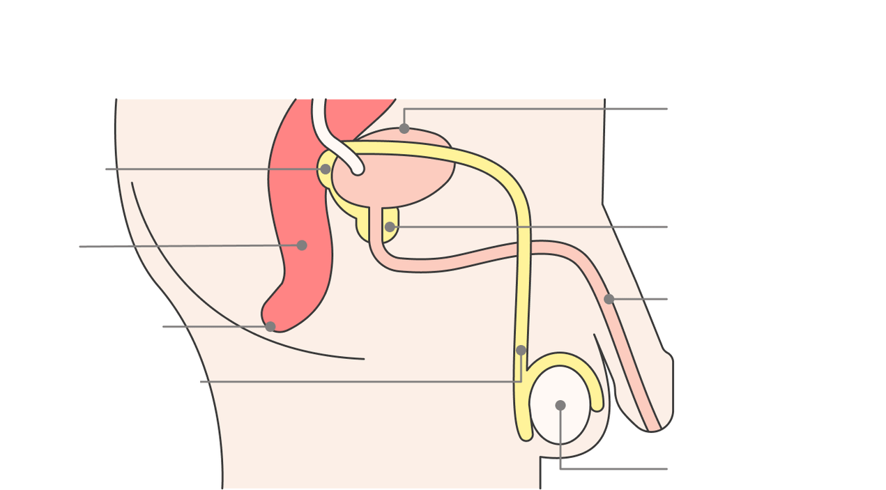 posizione della ghiandola prostatica e delle sue strutture