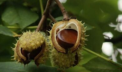 L'uso di castagne per il trattamento della prostatite